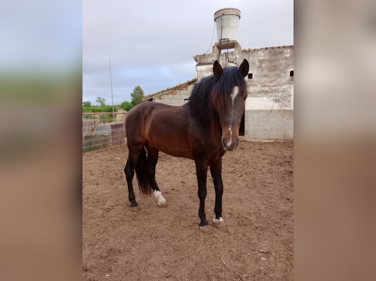 PRE Mix Stallion 15 years 16,2 hh Brown in Consell