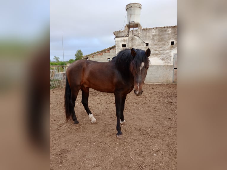 PRE Mix Stallion 15 years 16,2 hh Brown in Consell