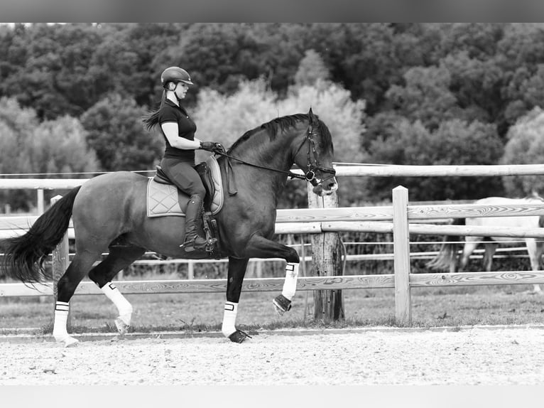 PRE Stallion 15 years 16,3 hh Bay in HEUVELLAND