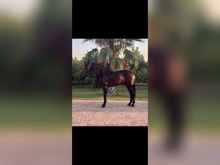 PRE Stallion 15 years 16 hh Bay-Dark in Vila-Real/Villarreal