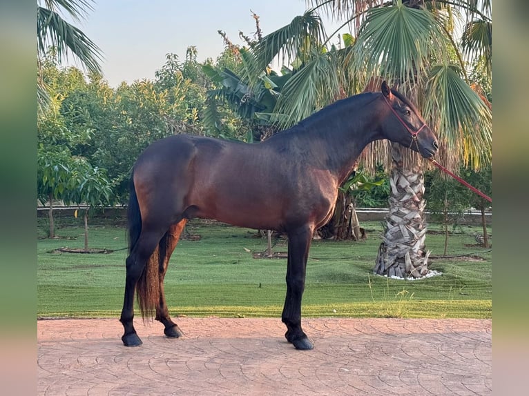 PRE Stallion 15 years 16 hh Bay-Dark in Vila-Real/Villarreal