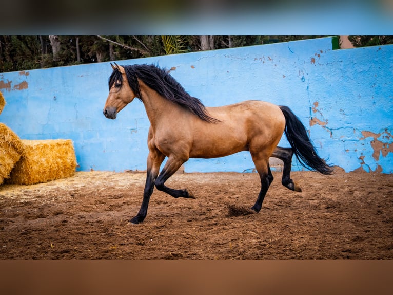 PRE Stallion 15 years 16 hh Dun in Valencia