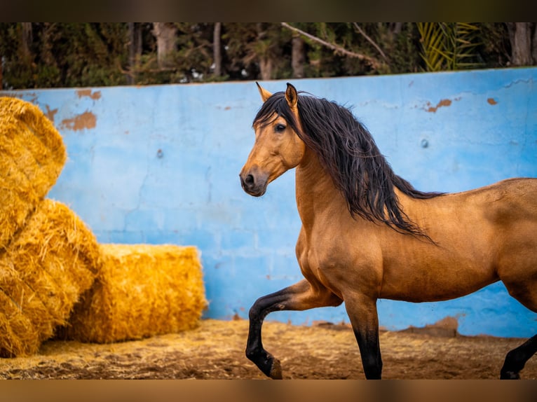 PRE Stallion 15 years 16 hh Dun in Valencia