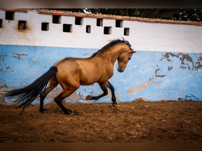 PRE Stallion 15 years 16 hh Dun in Valencia