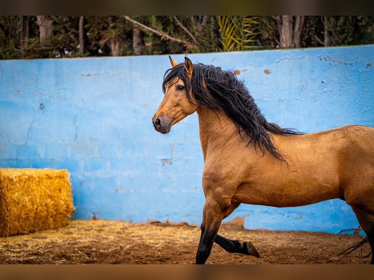 PRE Stallion 15 years 16 hh Dun in Valencia