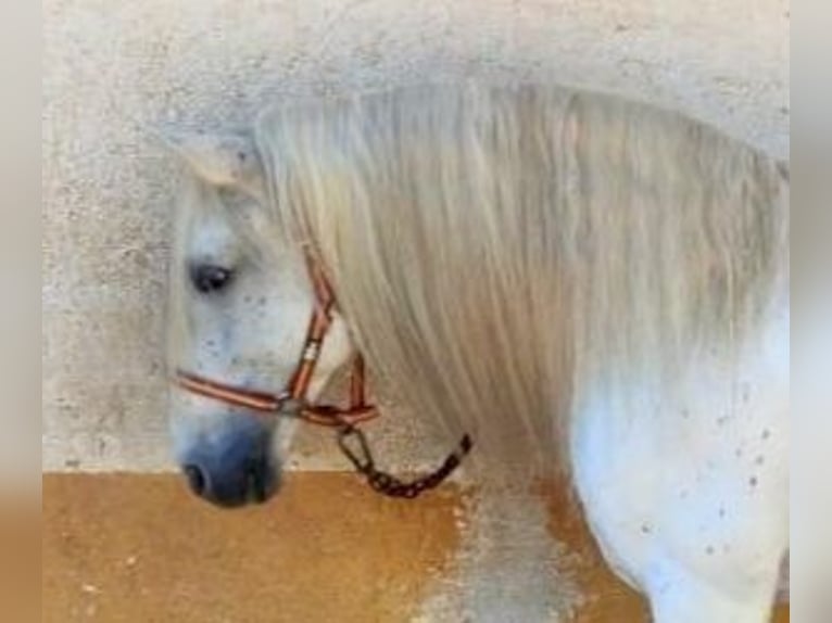 PRE Mix Stallion 15 years 16 hh Gray in Alicante/Alacant