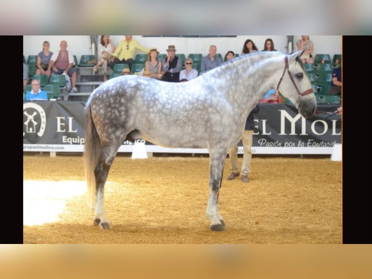 PRE Mix Stallion 15 years 16 hh Gray in NAVAS DEL MADROÑO