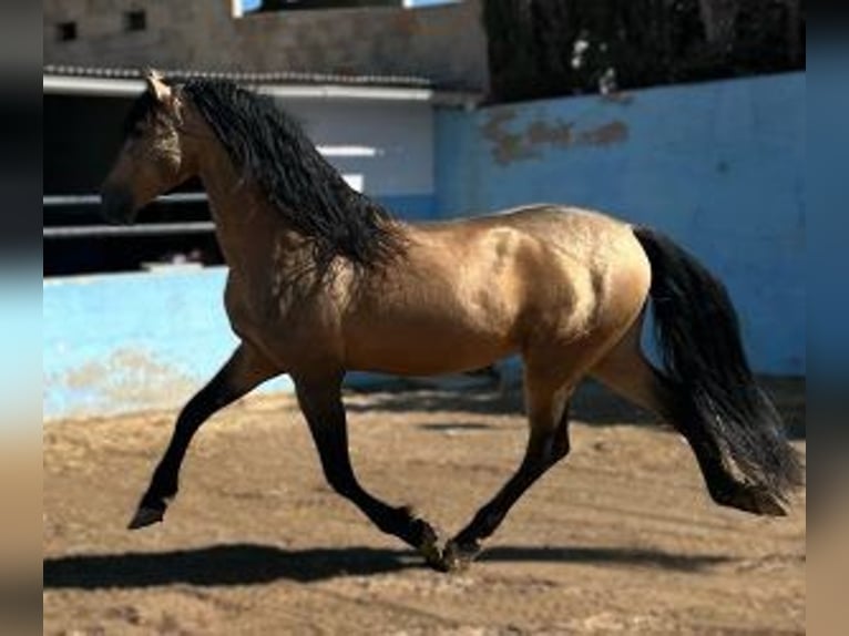 PRE Mix Stallion 15 years 16 hh Overo-all-colors in Alicante/Alacant