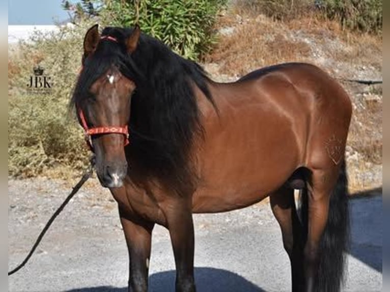 PRE Mix Stallion 15 years 16,1 hh Brown in Tabernas Almeria