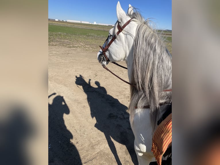 PRE Mix Stallion 15 years 16,1 hh Grey in Numancia De La Sagra