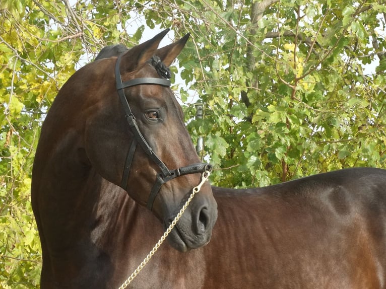 PRE Stallion 15 years 16,2 hh Bay-Dark in Cubas De La Sagra