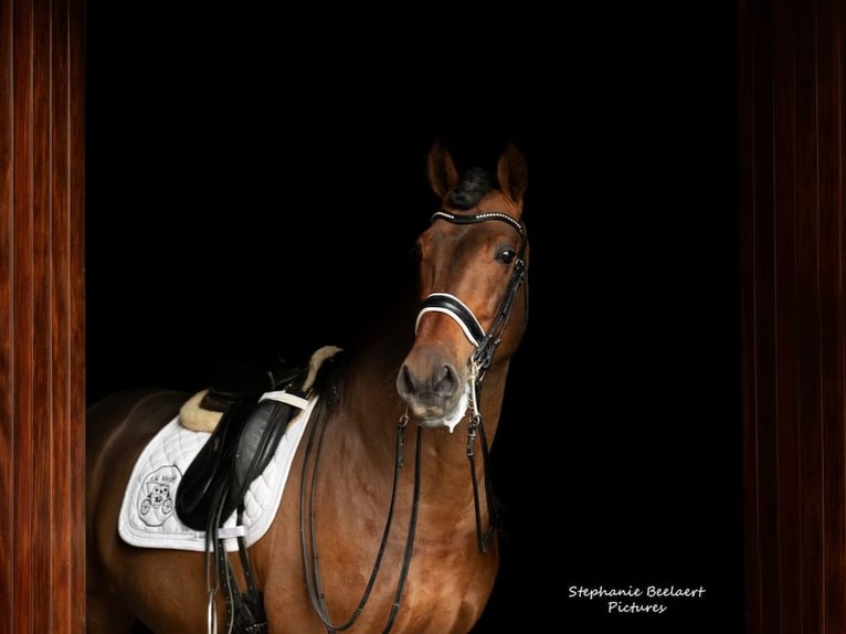 PRE Mix Stallion 15 years 17 hh Brown in Navas Del Madro&#xF1;o