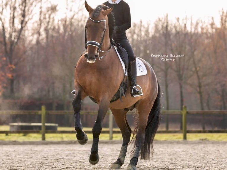 PRE Mix Stallion 15 years 17 hh Brown in Navas Del Madro&#xF1;o