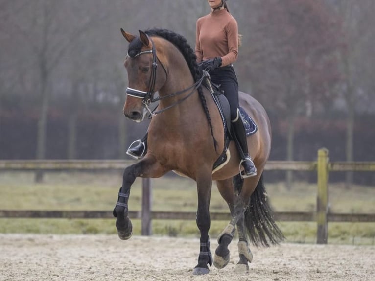 PRE Mix Stallion 15 years 17 hh Brown in Navas Del Madro&#xF1;o