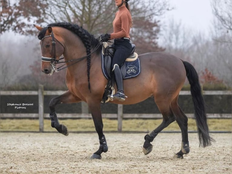 PRE Mix Stallion 15 years 17 hh Brown in Navas Del Madro&#xF1;o
