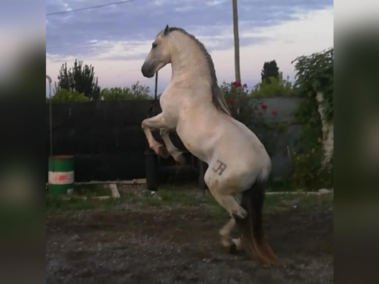 PRE Stallion 16 years 15.2 hh Grey in Tornabous