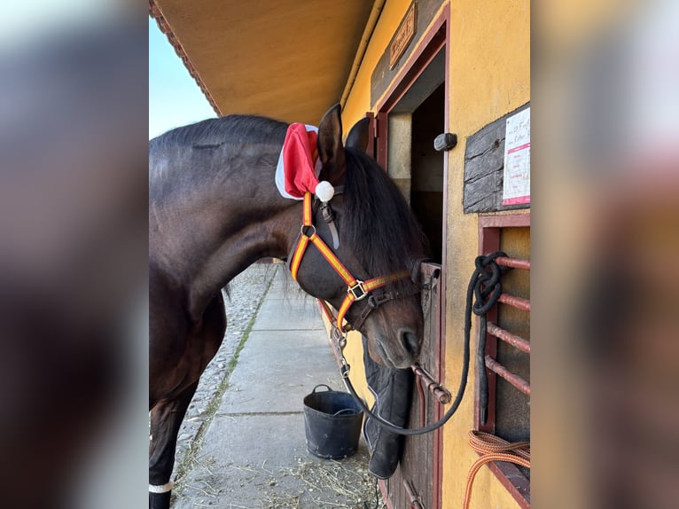 PRE Stallion 16 years 16.1 hh Bay-Dark in Valdeolmos