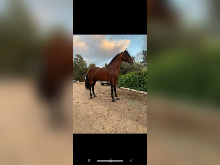 PRE Stallion 16 years 16,1 hh Brown in Arcos de la Frontera