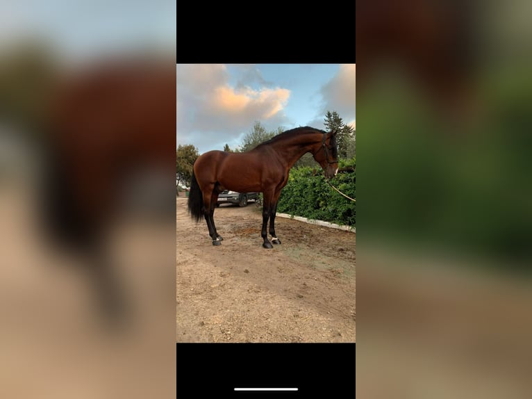 PRE Stallion 16 years 16,1 hh Brown in Arcos de la Frontera