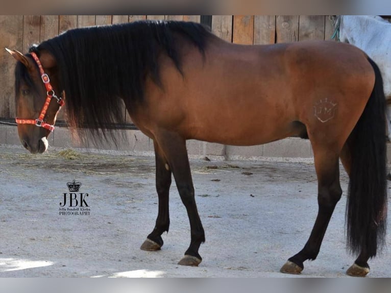 PRE Stallion 16 years 16.1 hh Brown in Tabernas Almeria