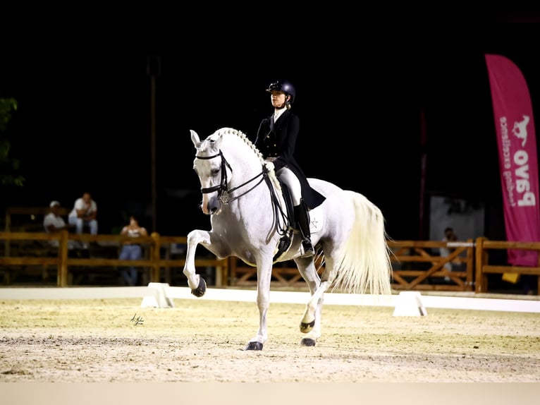 PRE Mix Stallion 16 years 16,2 hh Gray in Los Barrios