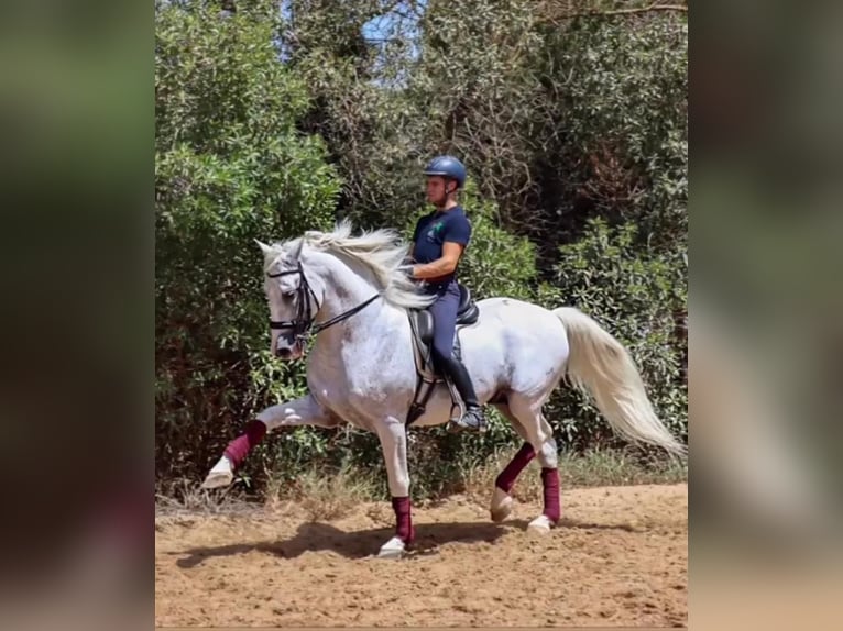 PRE Mix Stallion 16 years 16,2 hh Gray in Los Barrios