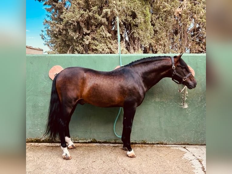 PRE Stallion 16 years 16 hh Brown in Ca&#39;N Picafort