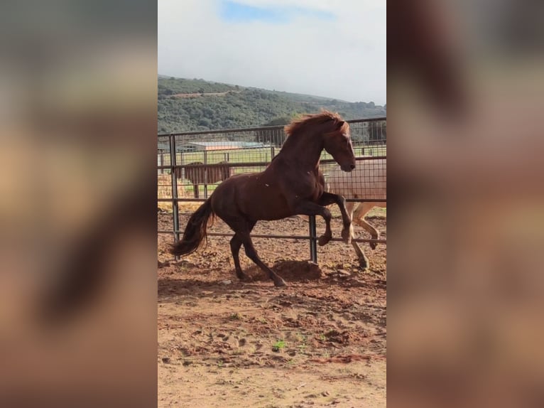 PRE Stallion 16 years 16 hh Chestnut-Red in Madrid
