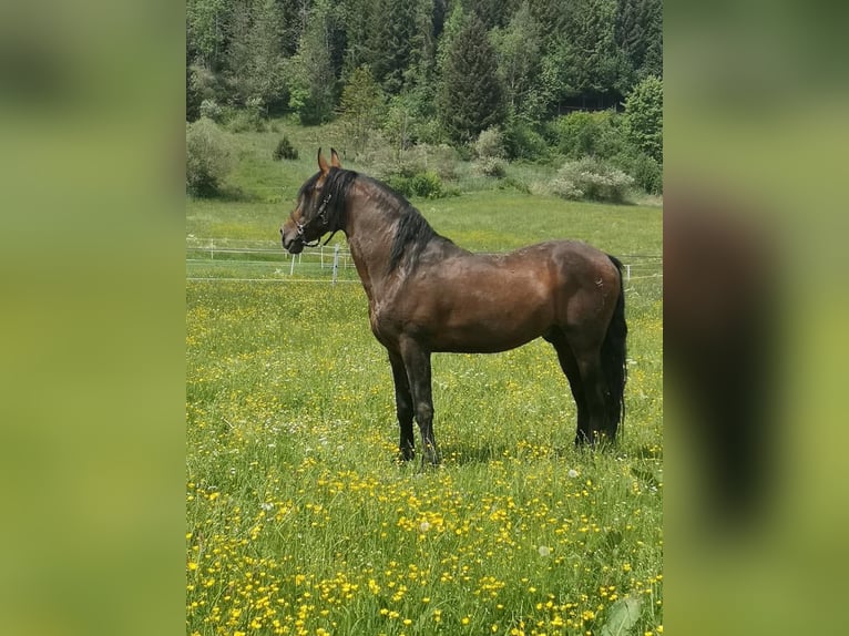 PRE Mix Stallion 16 years 16,2 hh Brown in Halblech PRE Mix Stallion 16 years 16,2 hh Brown in Halblech