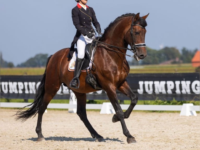 PRE Mix Stallion 16 years 17 hh Brown in Navas Del Madroño