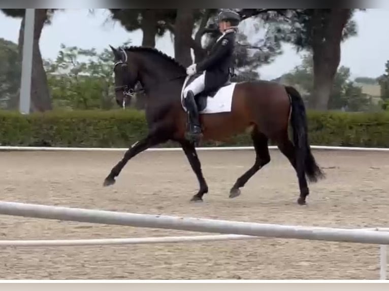 PRE Stallion 16 years Bay-Dark in Pozuelo De Alarcon