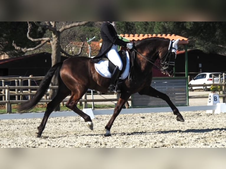 PRE Stallion 17 years 15,1 hh Black in NAVAS DEL MADRONO