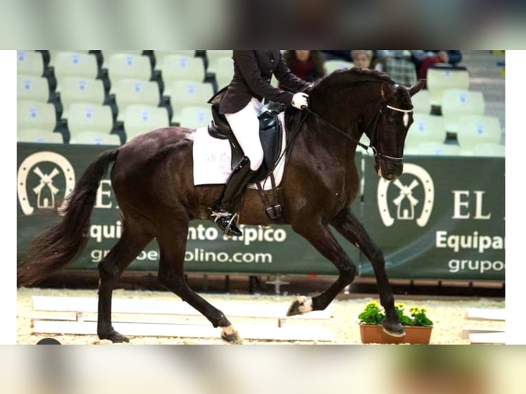 PRE Stallion 17 years 15,1 hh Black in NAVAS DEL MADRONO