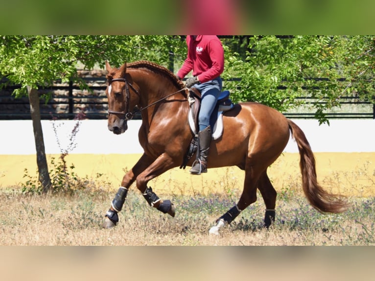PRE Stallion 17 years 15,2 hh Chestnut in NAVAS DEL MADROÑO
