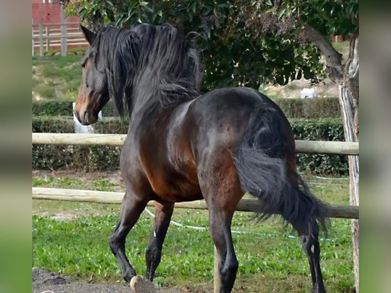 PRE Stallion 17 years 16 hh Bay in Madrid