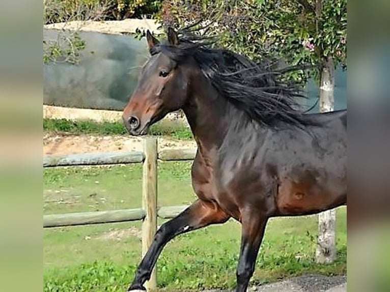 PRE Stallion 17 years 16 hh Bay in Madrid