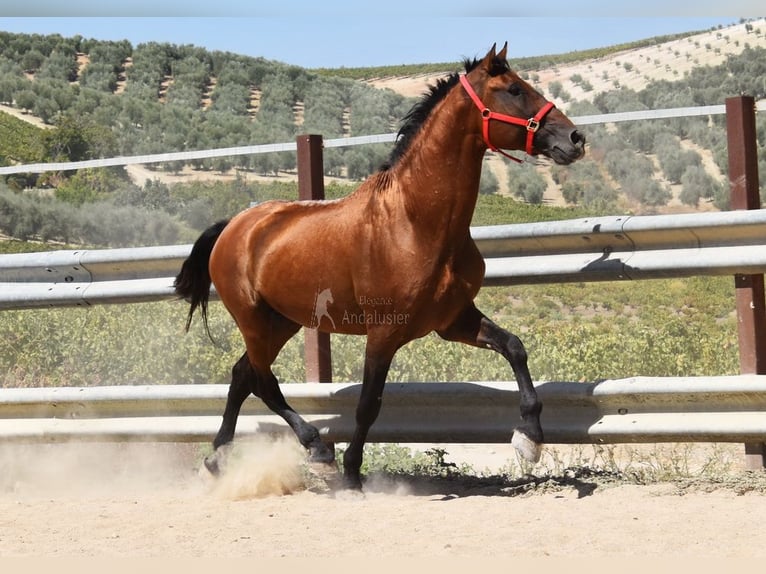 PRE Stallion 17 years 16 hh Brown in Provinz Cordoba