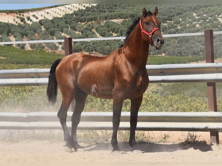 PRE Stallion 17 years 16 hh Brown in Provinz Cordoba