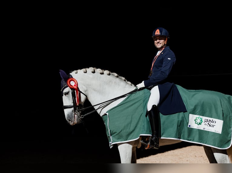 PRE Stallion 17 years 16 hh Grey in Ventosa Del Rio Almar