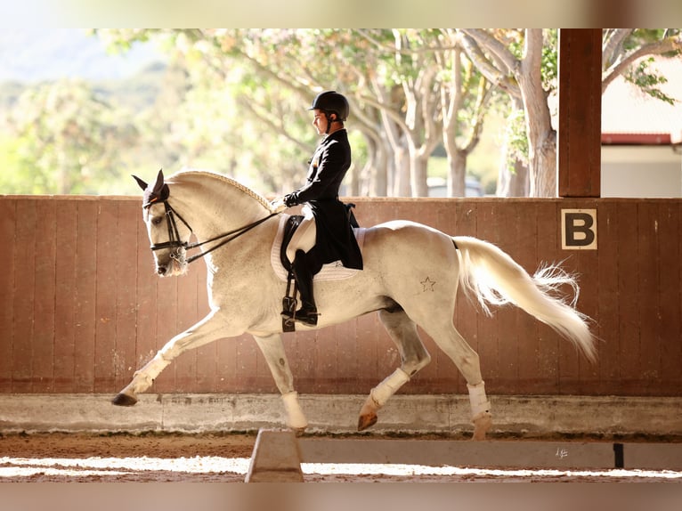PRE Mix Stallion 17 years 16,2 hh Grey in Los Barrios