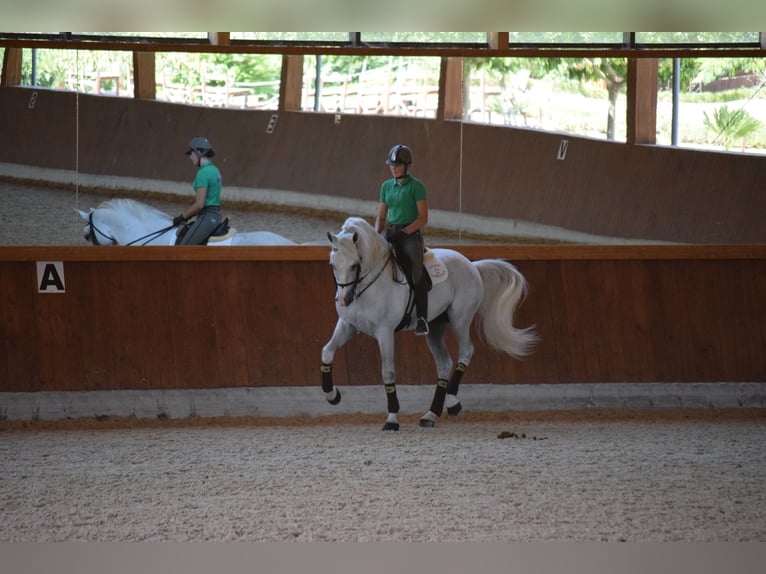 PRE Mix Stallion 17 years 16,2 hh Grey in Los Barrios
