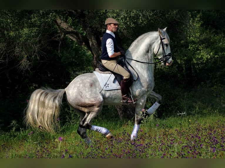 PRE Mix Stallion 17 years 16,2 hh Grey in Los Barrios