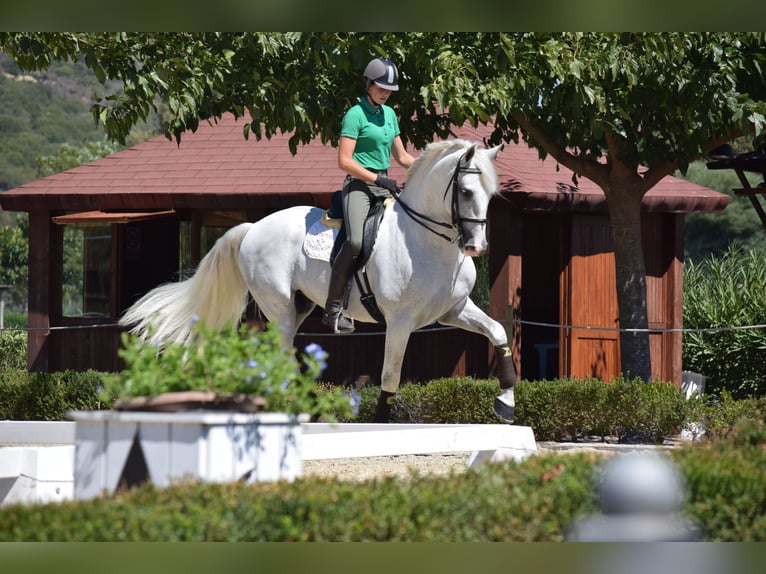 PRE Mix Stallion 17 years 16,2 hh Grey in Los Barrios
