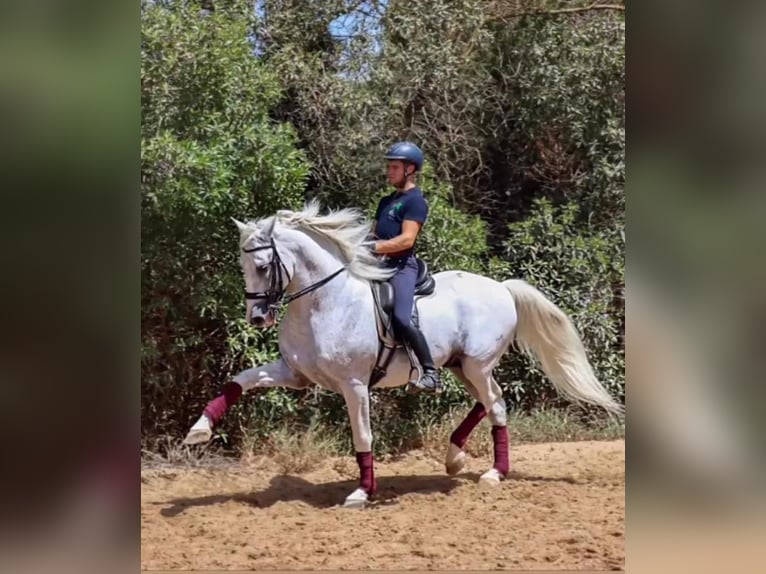 PRE Mix Stallion 17 years 16,2 hh Grey in Los Barrios