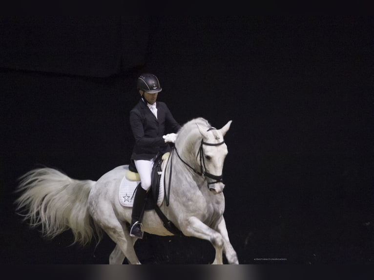 PRE Mix Stallion 17 years 16,2 hh Grey in Los Barrios