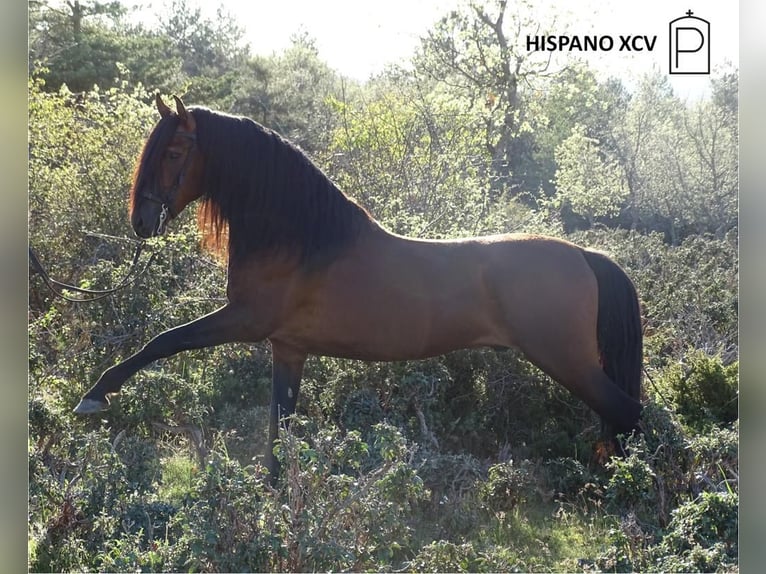 PRE Stallion 18 years 15,2 hh Brown in Valverde Del Majano