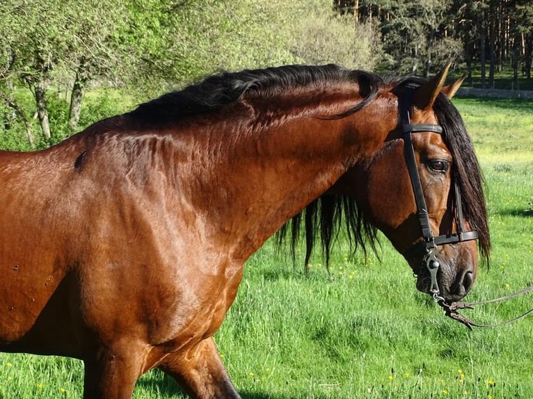 PRE Stallion 18 years 15,2 hh Brown in Valverde Del Majano