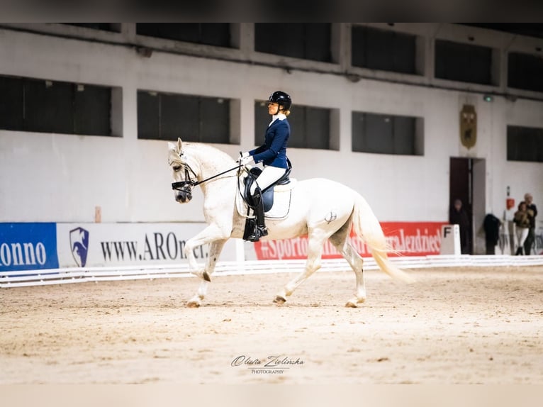 PRE Mix Stallion 18 years 15,3 hh Grey in Krusze