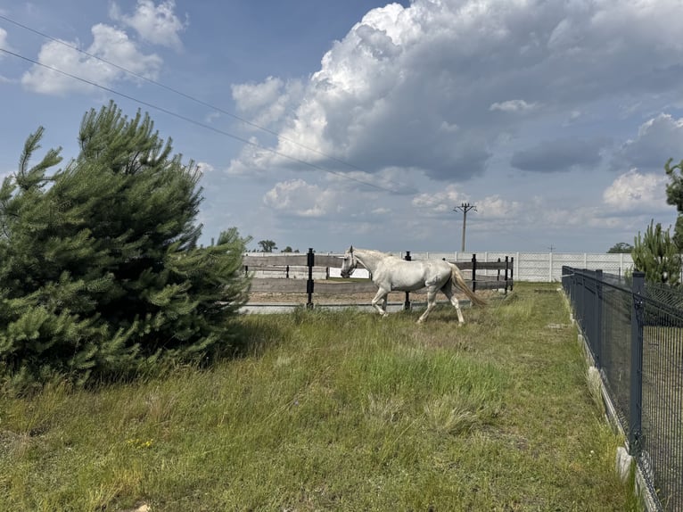 PRE Mix Stallion 18 years 15,3 hh Grey in Krusze