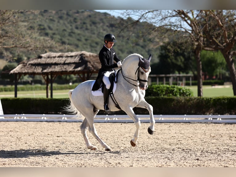 PRE Mix Stallion 18 years 16,2 hh Grey in Los Barrios